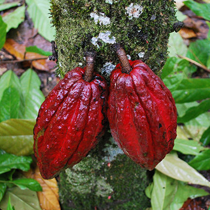 two cacao pods growing on a tree
